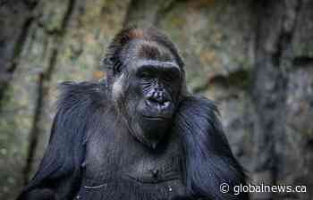 Visitors to Calgary’s zoo asked to keep masking to protect pregnant gorilla