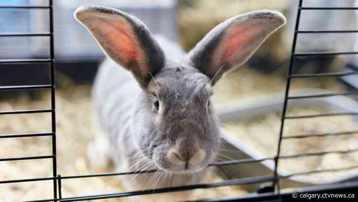Any bunny want a rabbit? Calgary Humane Society hosts adoption event