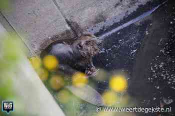 Provincie zet in op evenwichtig samenleven met de bever - Weertdegekste.nl