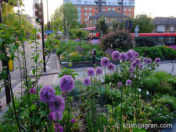 How To Be a Successful Guerrilla Gardener? Read To Find Out - Krishi Jagran