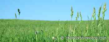 THE SELF-TAUGHT GARDENER: Splendor in the grass - theberkshireedge.com