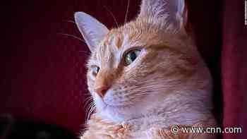 How a beloved orange tabby cat became a voice for America's union workers