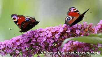 Sommerflieder schneiden: Zeitpunkt und Schnitt bringen viele Blüten