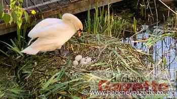 Hackney gardeners and the rewilding of Kingsland basin - Hackney Gazette