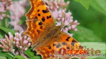 Wildlife photography project open to London year 5 students - Hackney Gazette