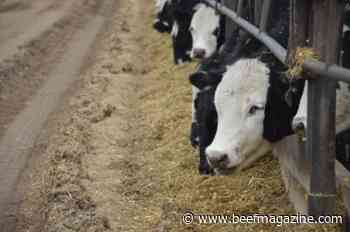 A look at feedlot population in the USA