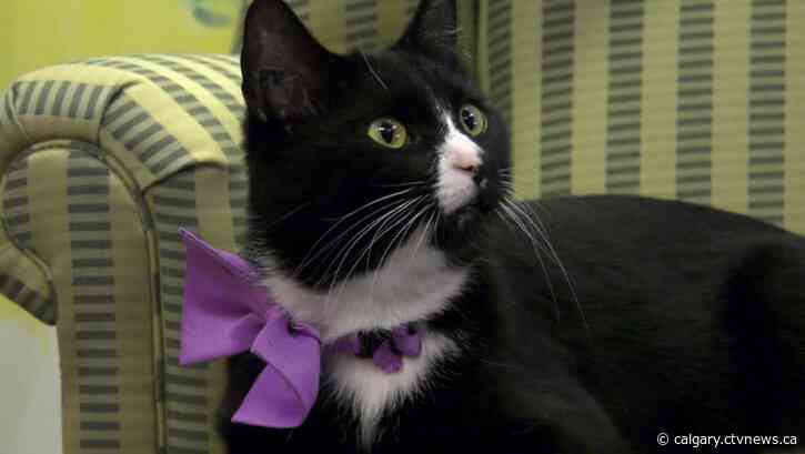 Free spay and neuter surgeries once again available for pets in Calgary