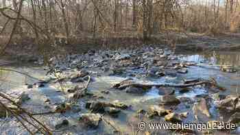 Traunstein will Fischbestand erhöhen und baut Aufstiegshilfe in der Isen - chiemgau24.de