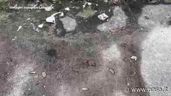 "Pace", la nuova opera della street artist Laika sulla crisi in Ucraina - Mondo - Agenzia ANSA