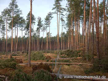Lebensgefahr - Warnung vor Betreten der Wälder - Radio Chemnitz