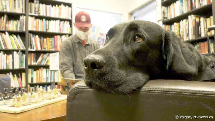 'Brightened up and I don't feel so desperate': Veterans fundraise to help veterans and their pets