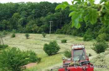 Bretzingen: Gutachten bescheinigt Artenvielfalt - Hardheim - Nachrichten und Informationen - Fränkische Nachrichten