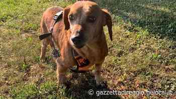 Tito, il nonnino abbandonato che scodinzola a tutti, cerca casa - La Gazzetta di Reggio