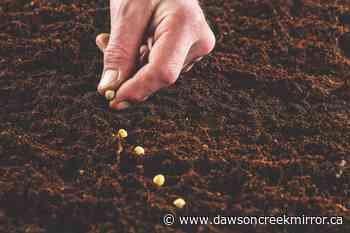 Get in on the plots - of the 2022 community garden - Dawson Creek Mirror