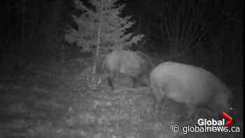 Invasive wild pigs run rampant in Saskatchewan - Globalnews.ca