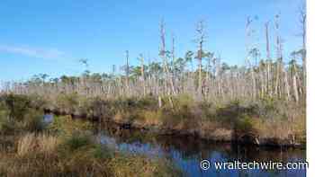 'Ghost forest:' NCSU researchers unravel mystery behind ailing pond pine forests - WRAL TechWire