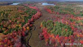 Major piece of mature forest protected in southwestern Nova Scotia - CBC.ca