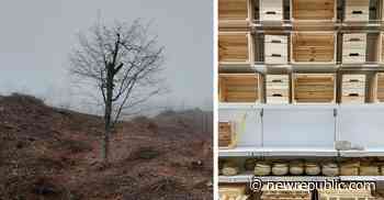 Ikea’s Race for the Last of Europe’s Old-Growth Forest - The New Republic