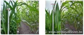 Nitroman-veldproeven in Bocholt: Bemestingsproeven met diverse stikstofmeststoffen in maïs - Landbouwleven