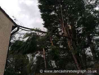 Family's terror as storm causes huge branch to fall onto house