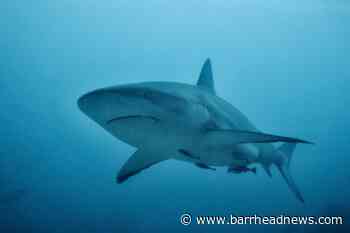 Rare baby ghost shark discovered by scientists in New Zealand - Barrhead News