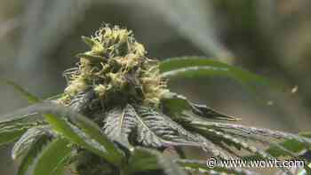 Supporters skeptical of reworked medical marijuana bill - WOWT