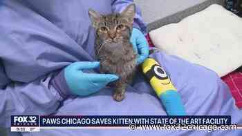 Miraculous recovery for kitten at PAWS Chicago's Medical Center in Little Village - FOX 32 Chicago