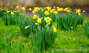 Spring could arrive 10 DAYS earlier by 2100, study warns 