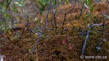 Sask. advocates talk peat moss protection with feds, request intervention