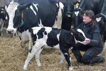 Eine Seltenheit: Hainichener Kuh hat ihr 13. Kalb geboren - Freie Presse