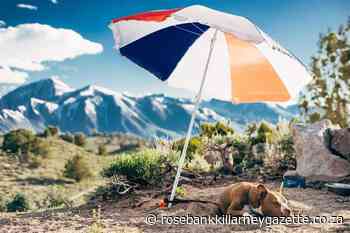 How to know if your dog needs sunscreen - Rosebank Killarney Gazette