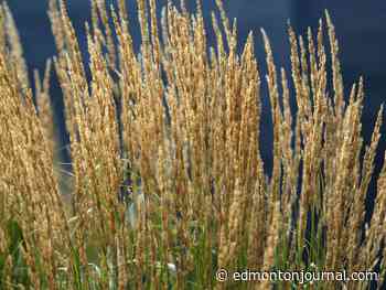 Growing Things: Plan to conserve water with ornamental grasses