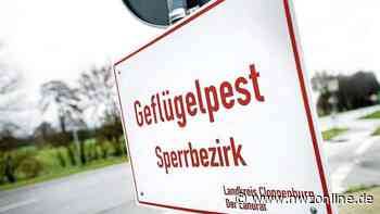 Neuer Fall der Geflügelpest: 9600 Puten in Garrel getötet - Nordwest-Zeitung