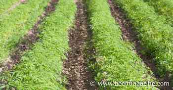 Caution urged in approving hemp for animal feed