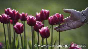 Tulpen: Vorsicht beim Anschneiden – Blumen enthalten giftigen Stoff