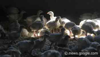 Avian Flu Outbreak Widens - Newser