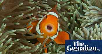 Thwop, muah, boop: fish chatter and whale sounds to be collected in global library - The Guardian