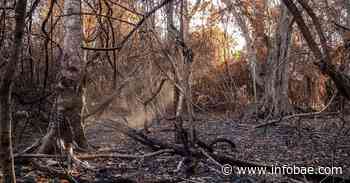 Productores de Buenos Aires envían fondos a Corrientes para combatir los incendios: “No alcanza la ayuda de Nación” - infobae