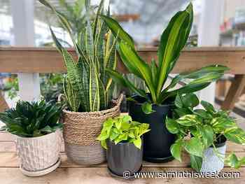 Houseplant hysteria? You can blame COVID for that - Sarnia and Lambton County This Week