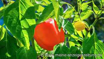 Fehler beim Paprika-Anbau: Einige Dinge sollten Sie vermeiden