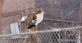 Calgary relaunches no-cost spay and neuter program to help deal with stray cats