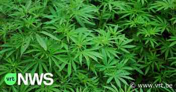 Ontdekking wietplantage Waregem leidt tot grote internationale drugsbende - VRT NWS