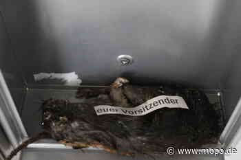 Heide: Tote Ratte im Briefkasten von Linken-Politiker - Hamburger Morgenpost