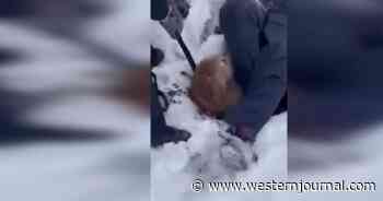 Labrador Alerts Owner to Missing Elderly Dog That Had Fallen Into Sinkhole; Firefighters Then Take Over