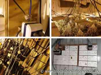 Bad electrical work and 520 cannabis plants found as police raid house