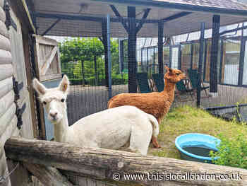 Horniman animals rushed indoors to shield from Storm Eunice
