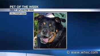 Pet of the Week: Spunkmeyer