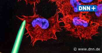 Neue Professur am NCT Dresden will Krebstherapie voranbringen - Dresdner Neueste Nachrichten