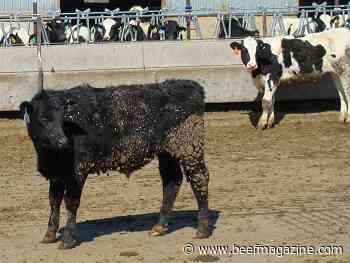 Webinar series to focus on optimizing value of dairy beef cross cattle