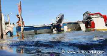 Huatabampo: Niegan la autorización para “cazar” a tiburón que atacó a pescador en Yavaros - EL IMPARCIAL Sonora